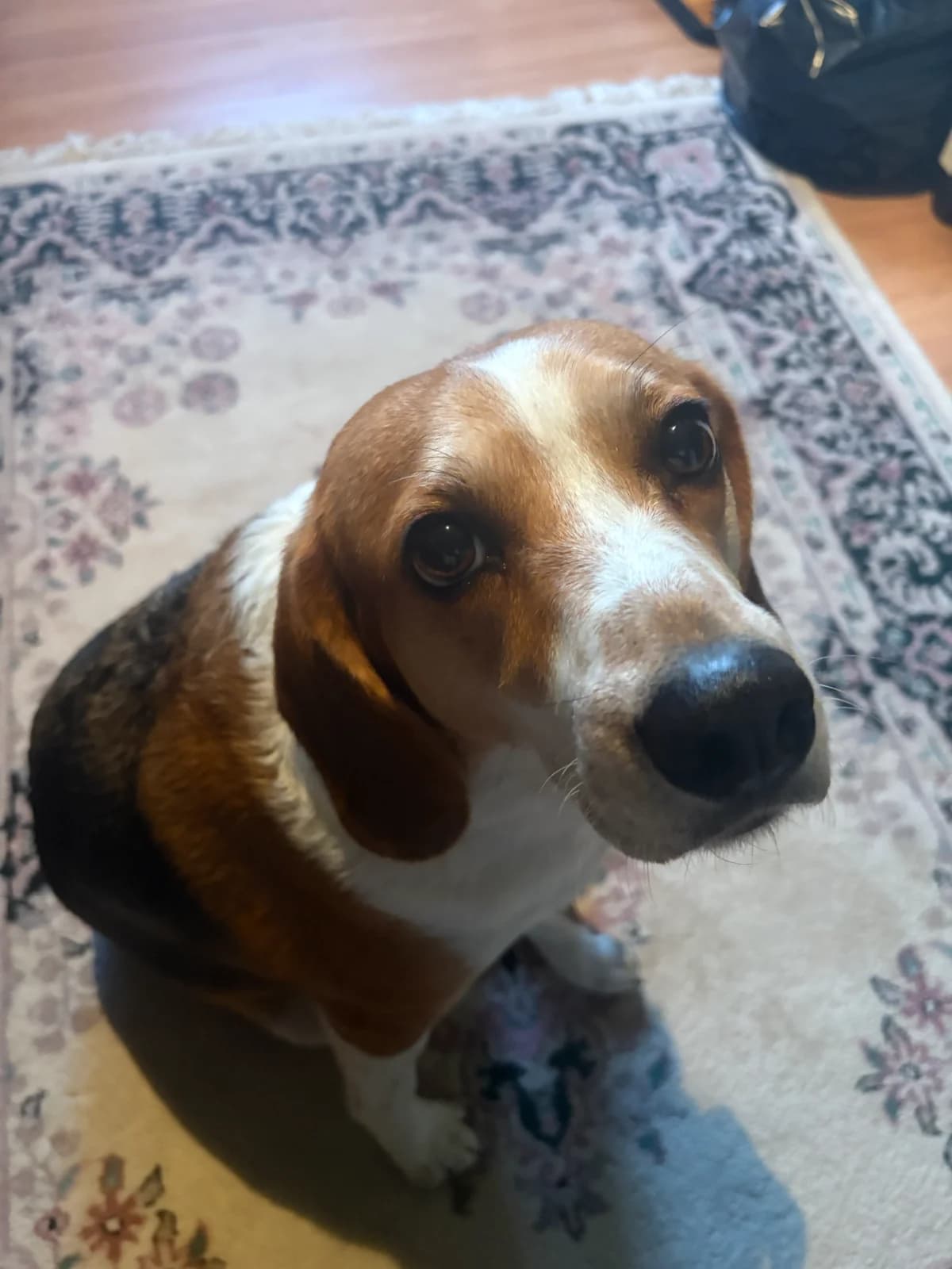 The beagle Petworking was built for