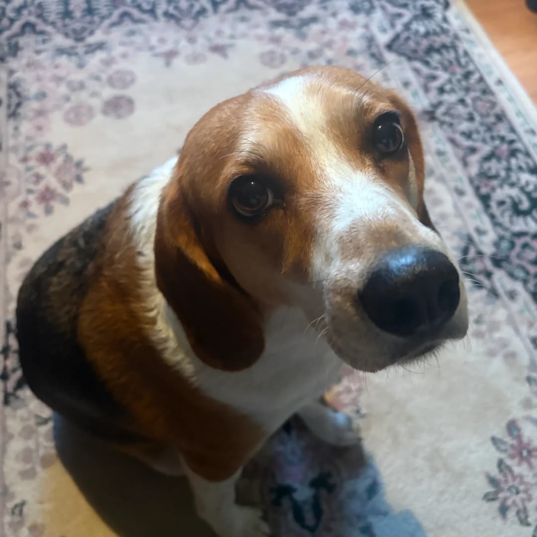 Petworkingの着想のきっかけとなった記録を持つ、実在の犬Toph