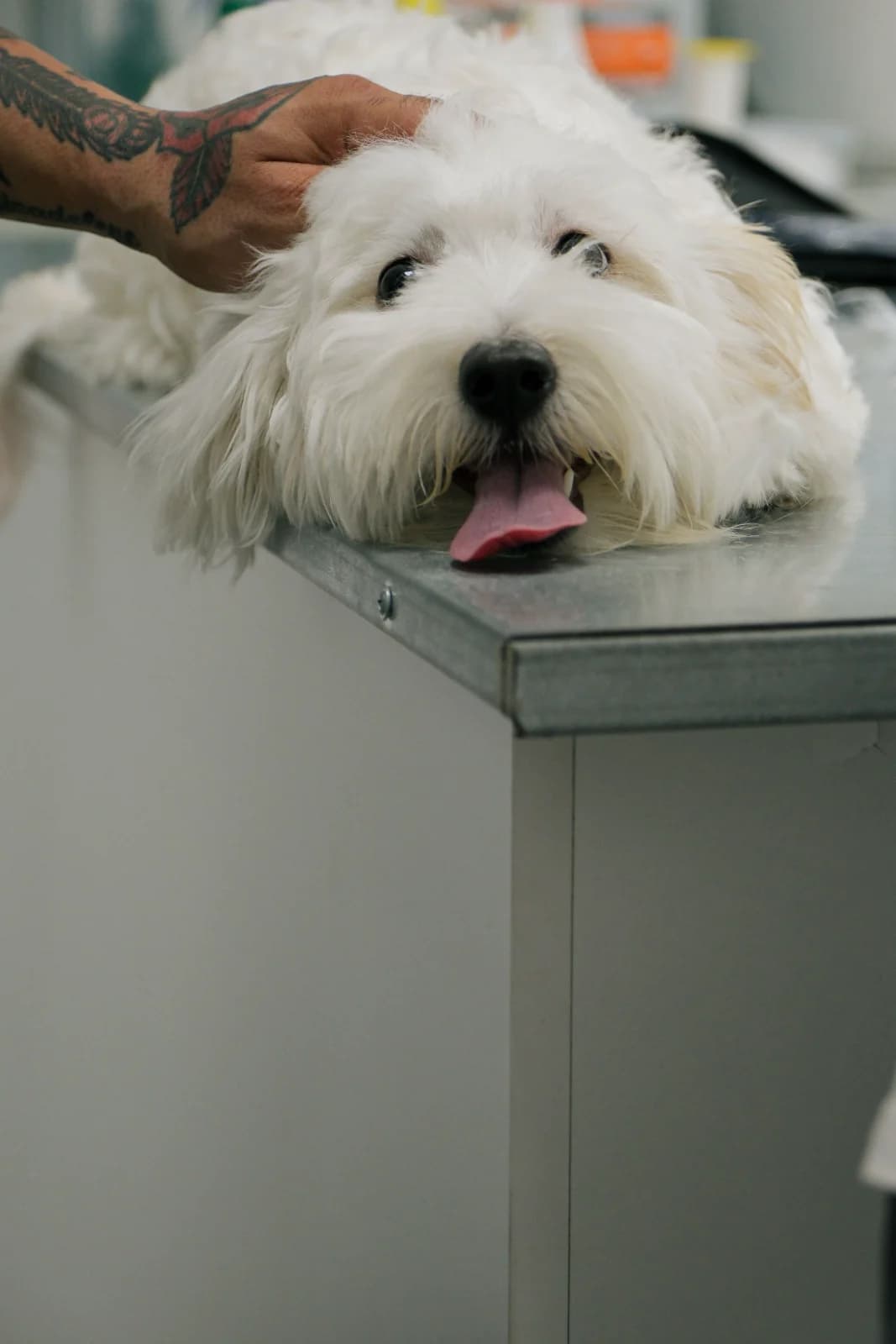 A groomer resting a hand on a small white dog on the table
