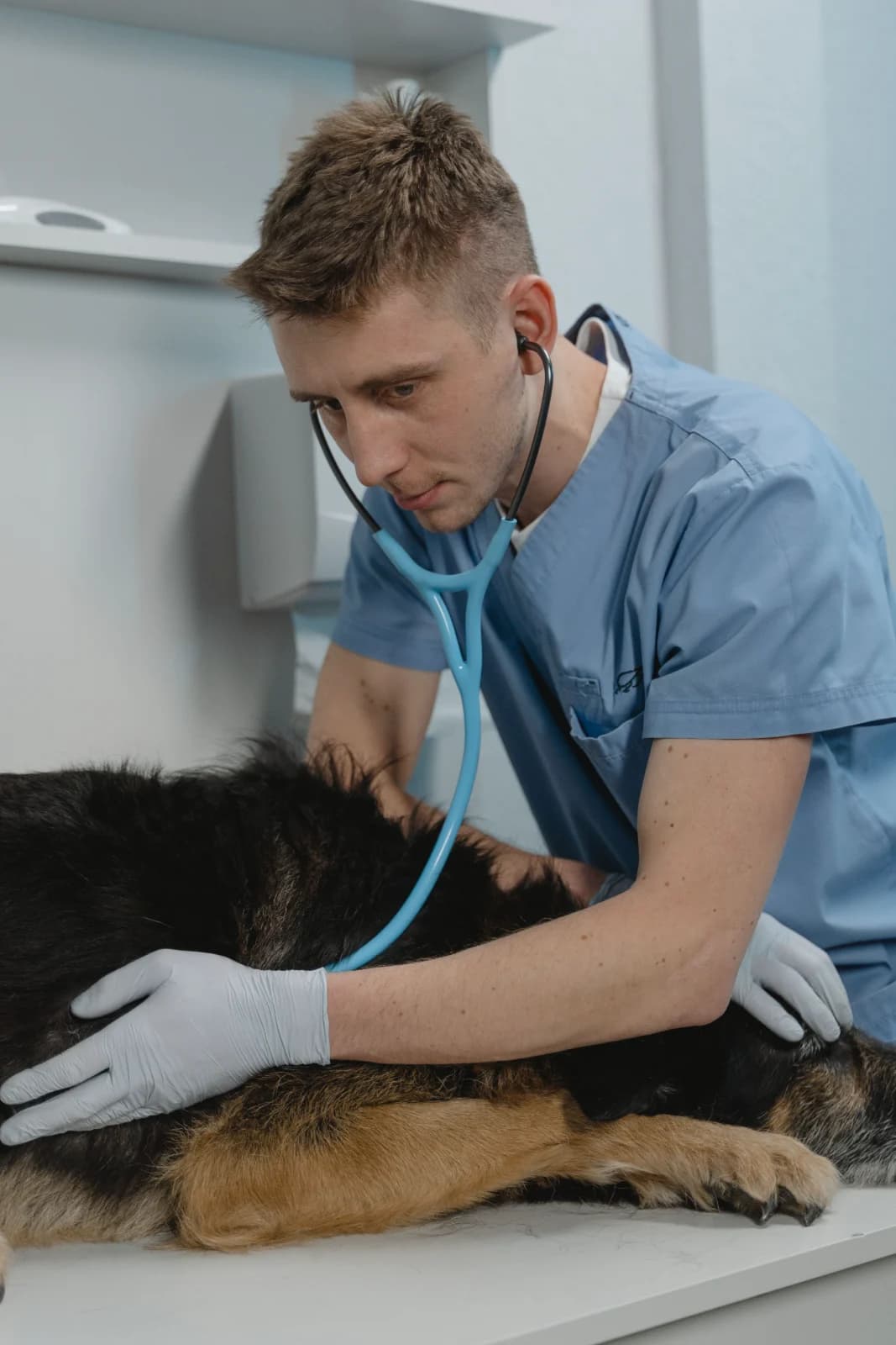 A vet listening to a dog with a stethoscope