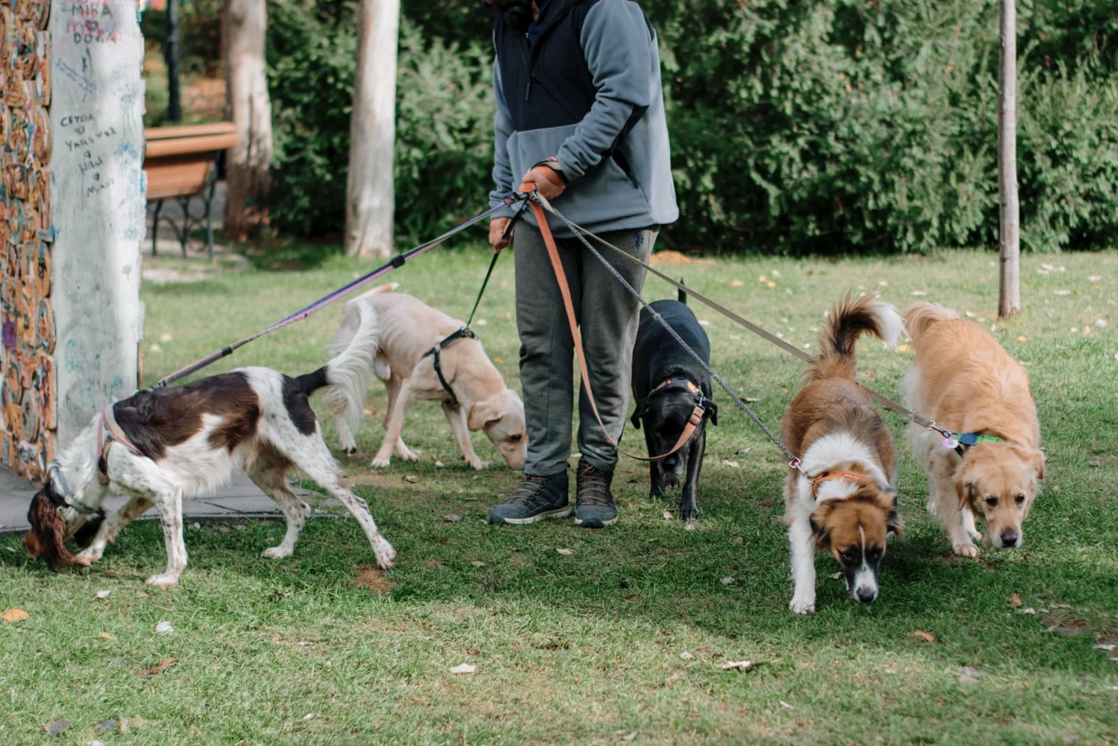 A walker with five dogs sniffing the grass in a park