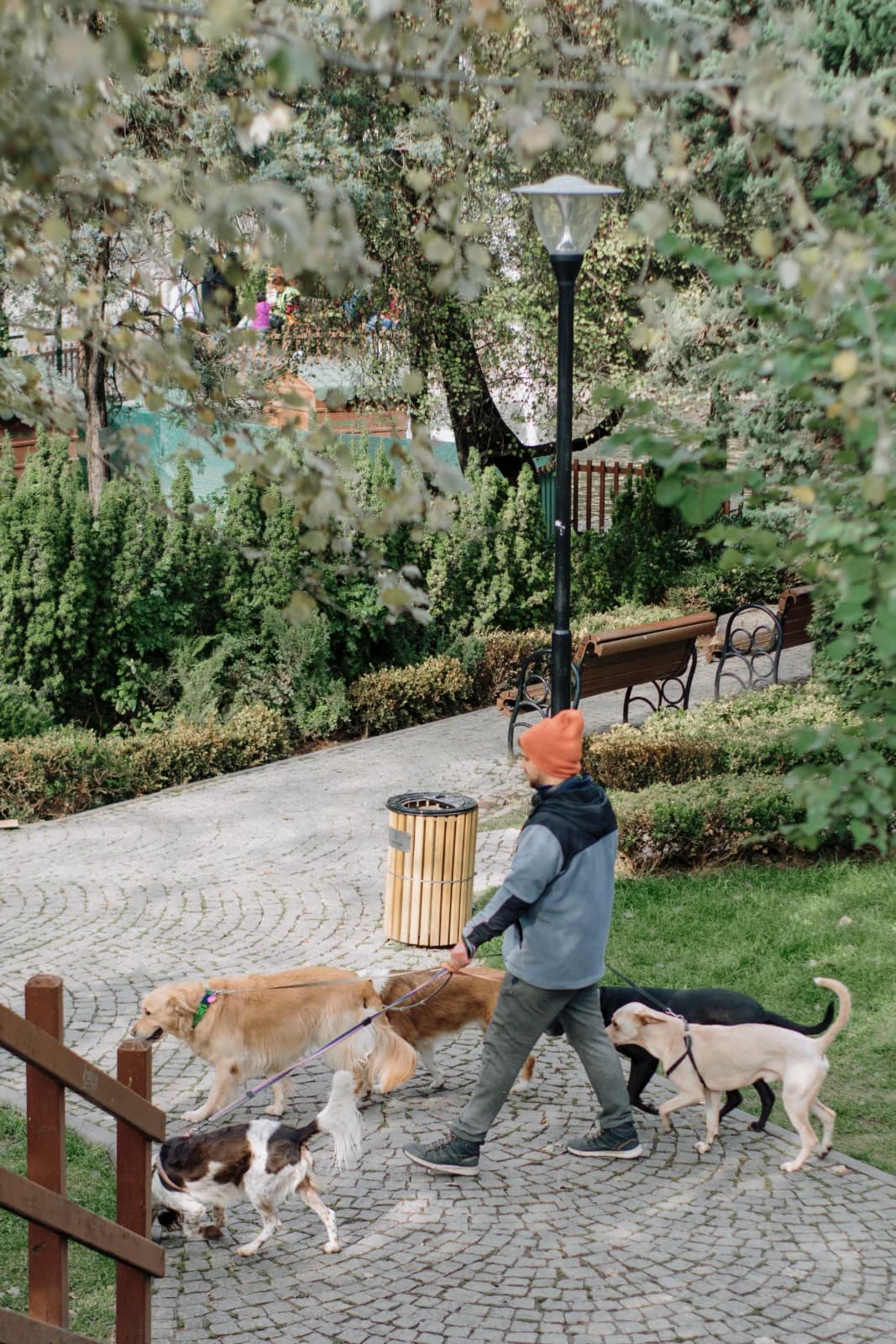 A walker crossing a park path with four dogs