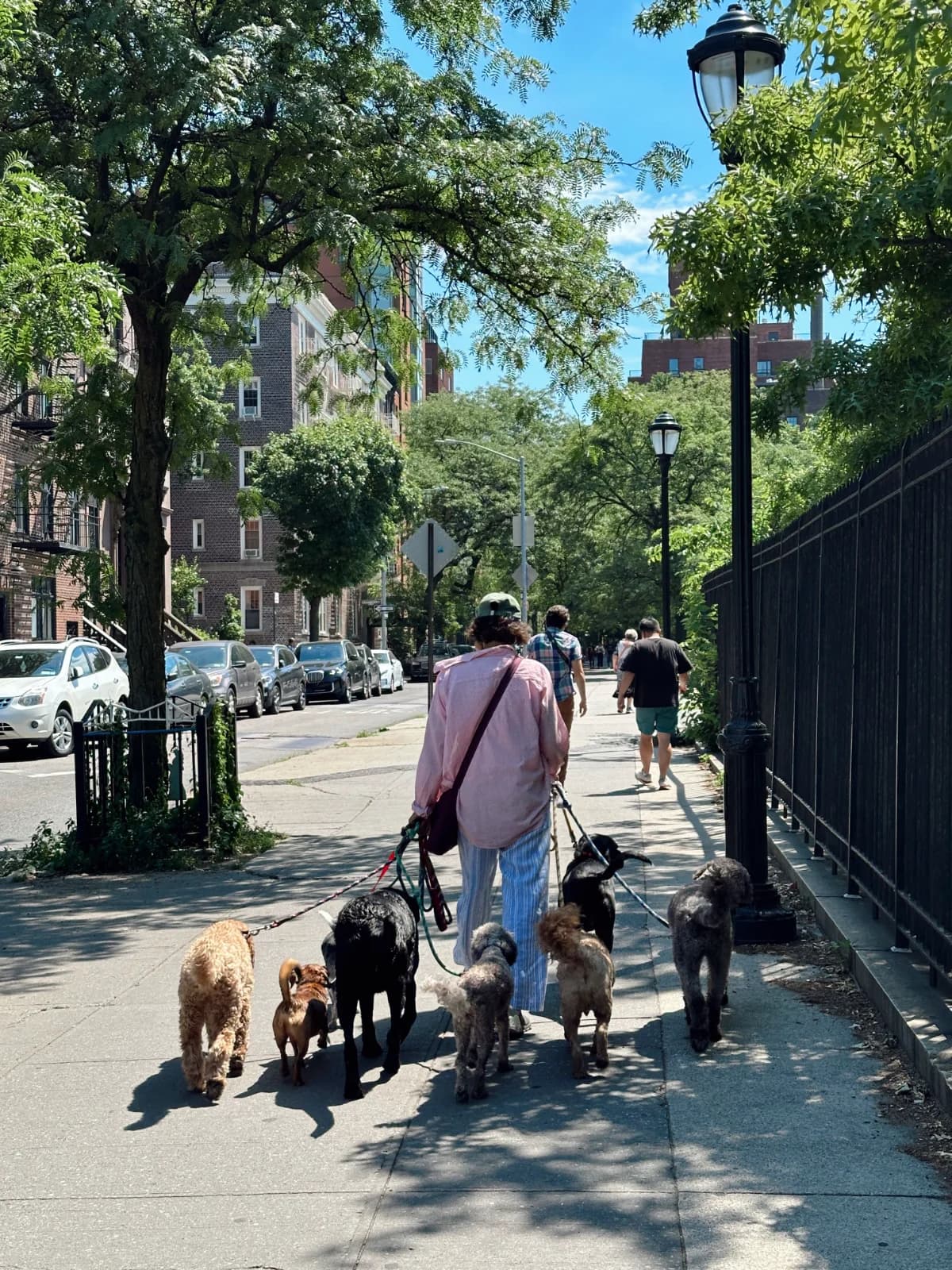 A walker leading seven dogs along a tree-lined sidewalk