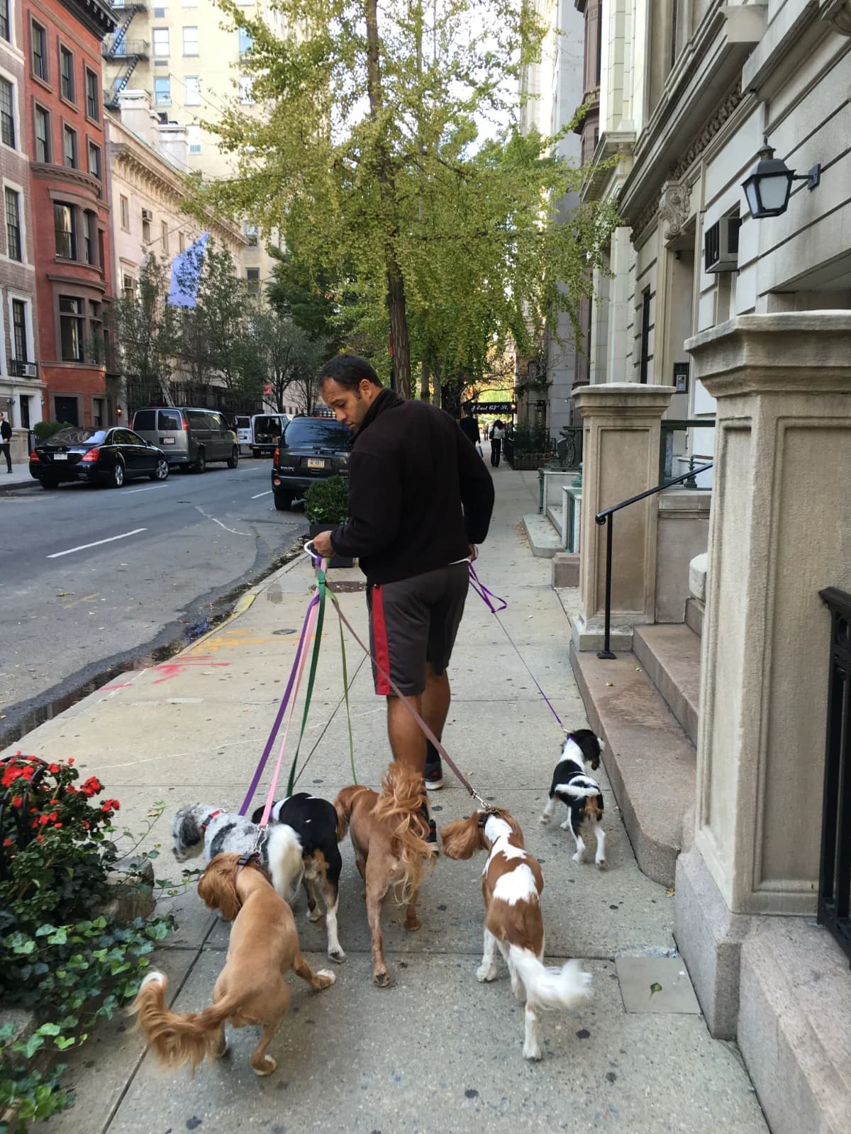 A walker holding six leashes on a city street