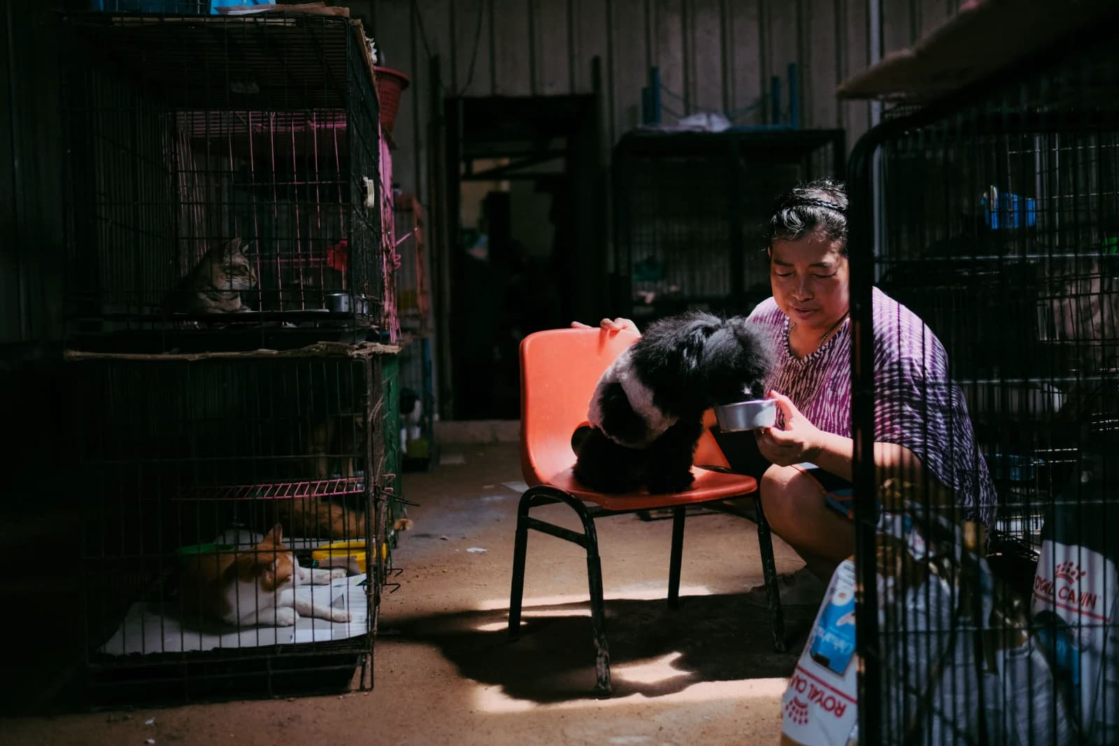 A woman feeding a small dog beside stacked cages of cats