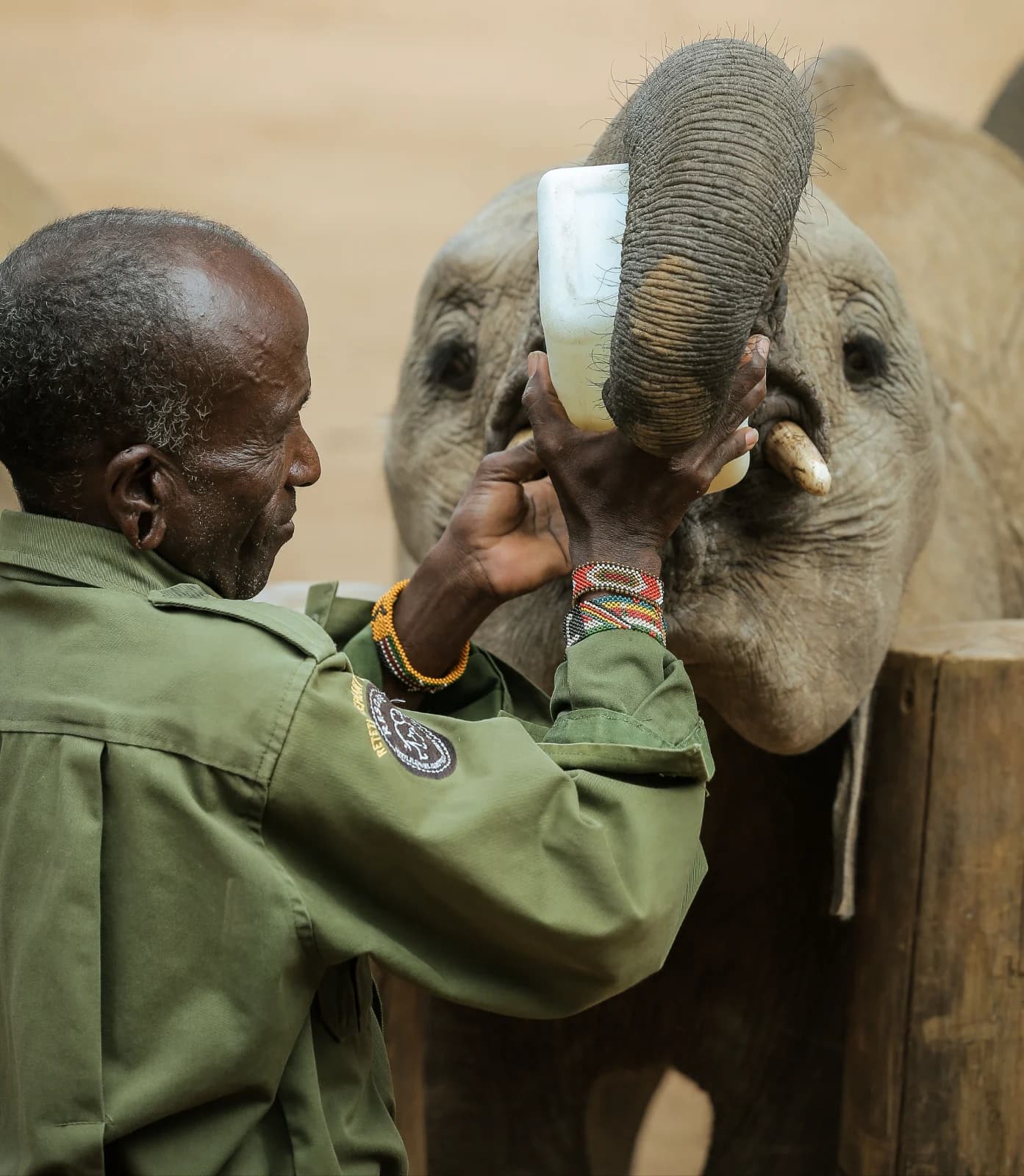 A keeper bottle-feeding a young elephant