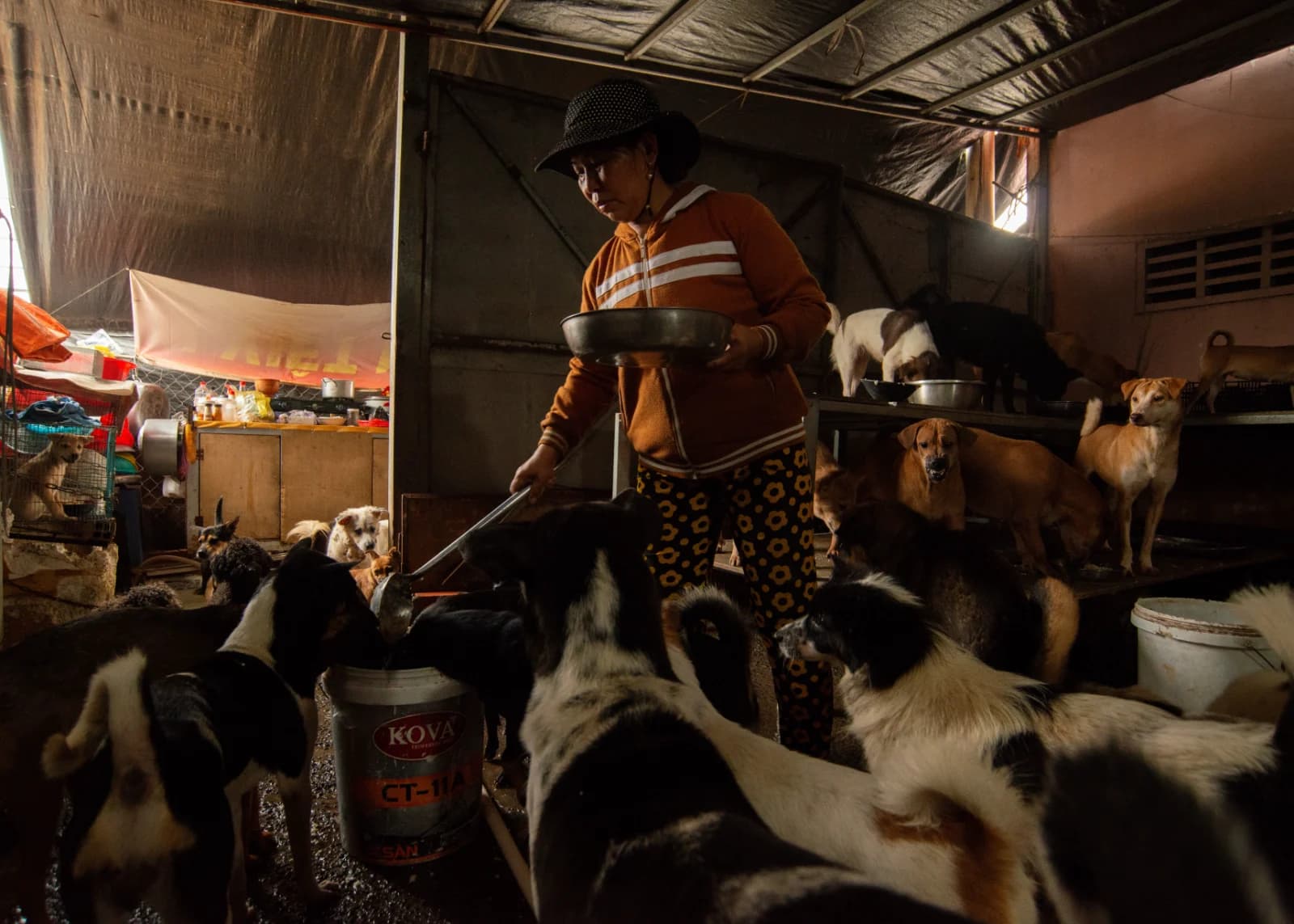 A woman carrying a feeding bowl through a shelter full of dogs