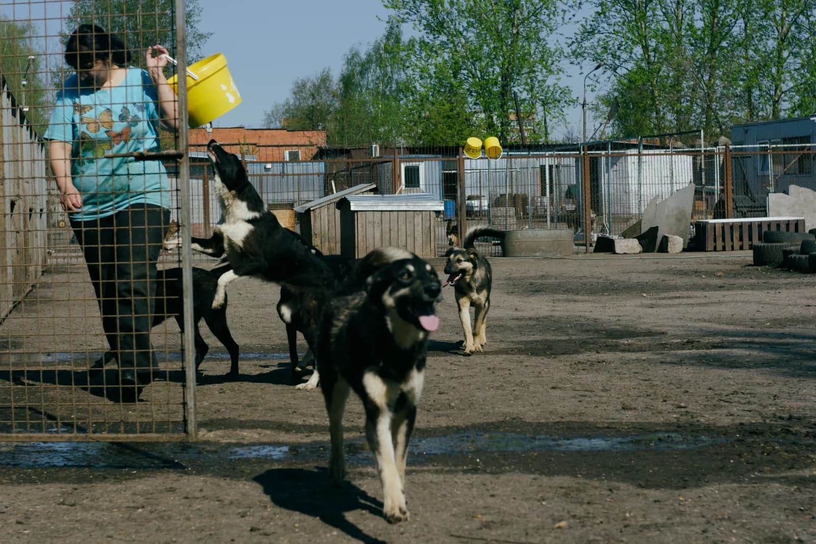 A shelter worker carrying a feed bucket in a yard of dogs
