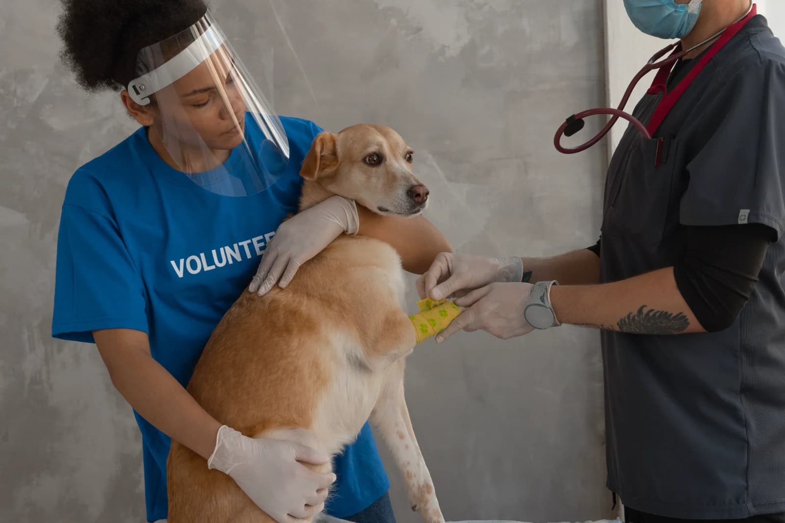 A volunteer holding a dog while a vet bandages its leg