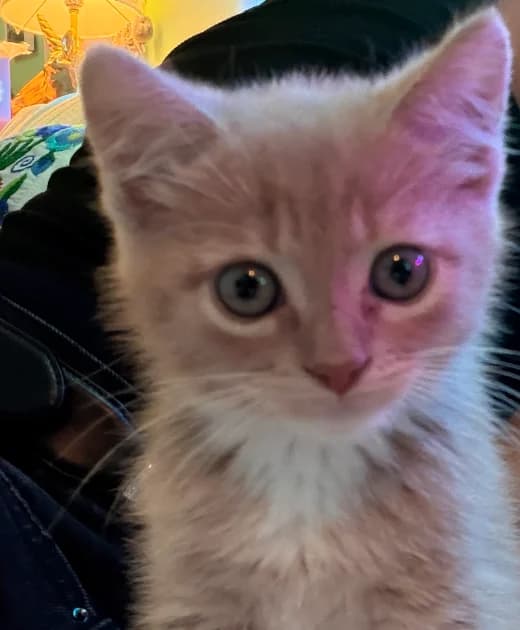 Simba, a tabby cat